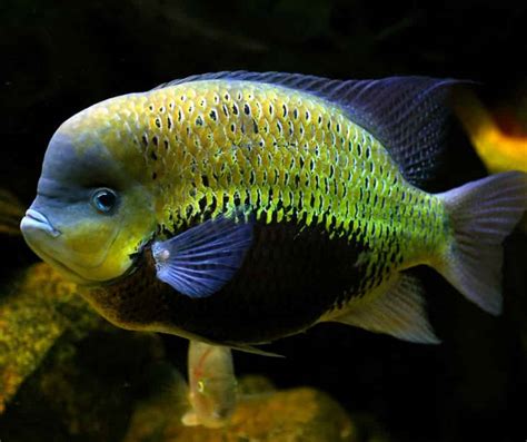 buy aquarium fish online india|1000+ Imported Aquarium Fish For Sale .
